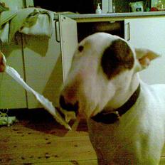 Bullterrier Kalle Kæphøj fik fred d.18.08.2011