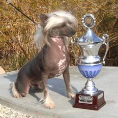 Chinese crested hårløs Valentino Rosa Thea