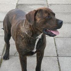 Blanding af racer bobi