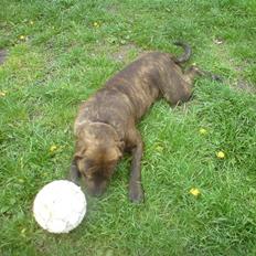 Blanding af racer bobi