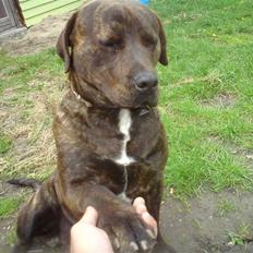 Blanding af racer bobi