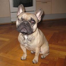 Fransk bulldog Felix