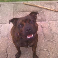 Staffordshire bull terrier Freya