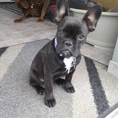 Fransk bulldog Mitzy er solgt