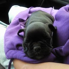 Fransk bulldog Mitzy er solgt