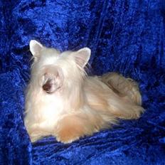 Chinese crested powder puff Caprioso Huang-Ki