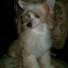 Chinese crested powder puff Caprioso Huang-Ki