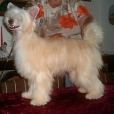 Chinese crested powder puff Caprioso Huang-Ki