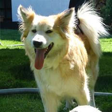 Islandsk fårehund Kilya