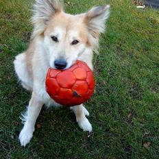 Islandsk fårehund Kilya