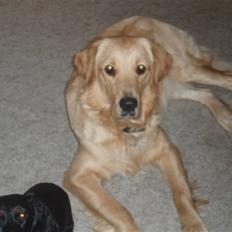 Golden retriever Sallie