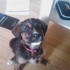 Blanding af racer Gaia