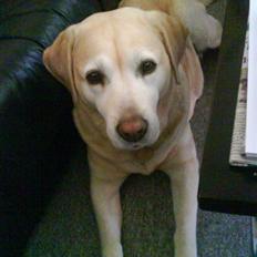 Labrador retriever Ziggy