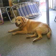 Labrador retriever Ziggy