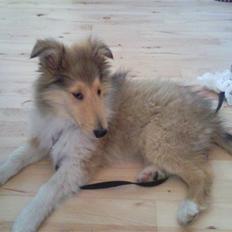 Collie langhåret sitka (Nitopets)