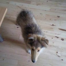 Collie langhåret sitka (Nitopets)