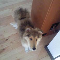 Collie langhåret sitka (Nitopets)