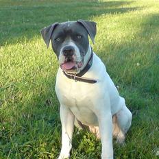 Amerikansk bulldog Basse