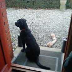Labrador retriever Buster
