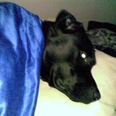 Labrador retriever Buster