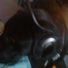 Labrador retriever Buster