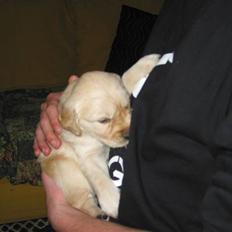 Golden retriever (Ozzy) "Marley"