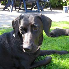 Labrador retriever Trille