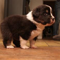 Australian shepherd Travis