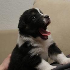 Australian shepherd Travis