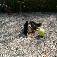 Berner sennenhund Laban SOLGT :'(