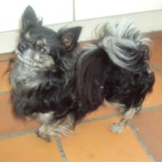 Chihuahua cæser