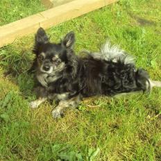 Chihuahua cæser