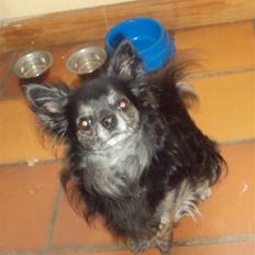 Chihuahua cæser