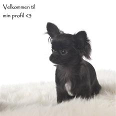 Chihuahua Aya *solgt*