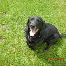 Blanding af racer Mille