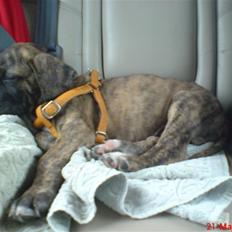 Blanding af racer Ozzy