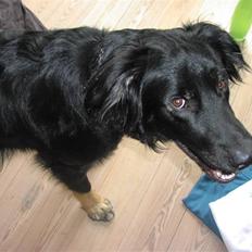 Blanding af racer Oscar