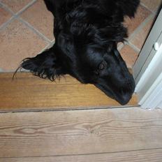 Blanding af racer Oscar