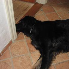 Blanding af racer Oscar