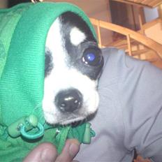 Chihuahua Tinke