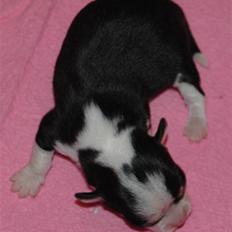 Chihuahua Tinke