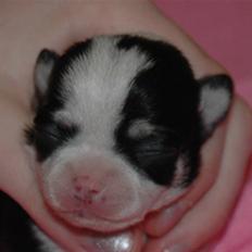 Chihuahua Tinke
