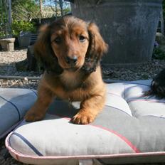 Gravhund Tia von der Taunushöhe