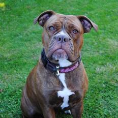 Olde english bulldogge *Mille*