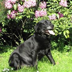 Labrador retriever Bølle R.I.P