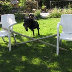 Labrador retriever Bølle R.I.P