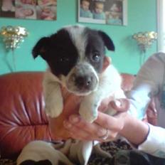 Blanding af racer Kenzo