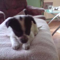 Blanding af racer Kenzo