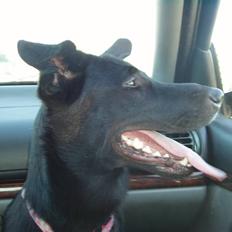 Blanding af racer Nala