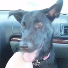 Blanding af racer Nala